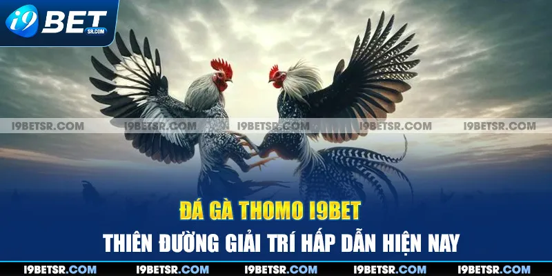 Đá Gà Thomo I9BET - Thiên Đường Giải Trí Hấp Dẫn Hiện Nay