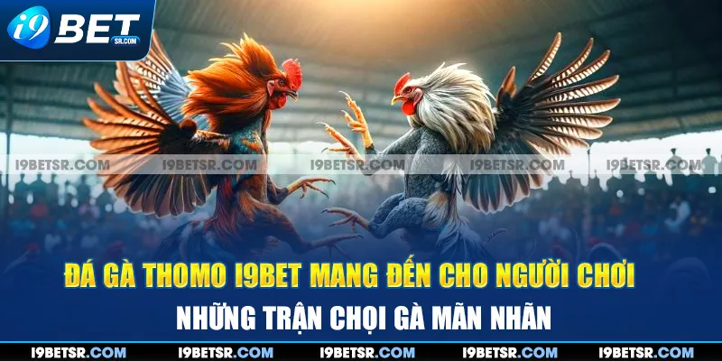 Đá gà Thomo I9BET mang đến cho người chơi những trận chọi gà mãn nhãn