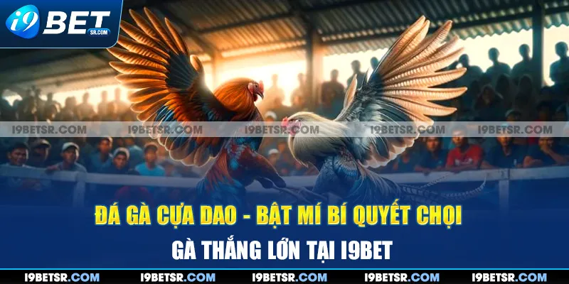 Đá Gà Cựa Dao - Bật Mí Bí Quyết Chọi Gà Thắng Lớn Tại I9bet